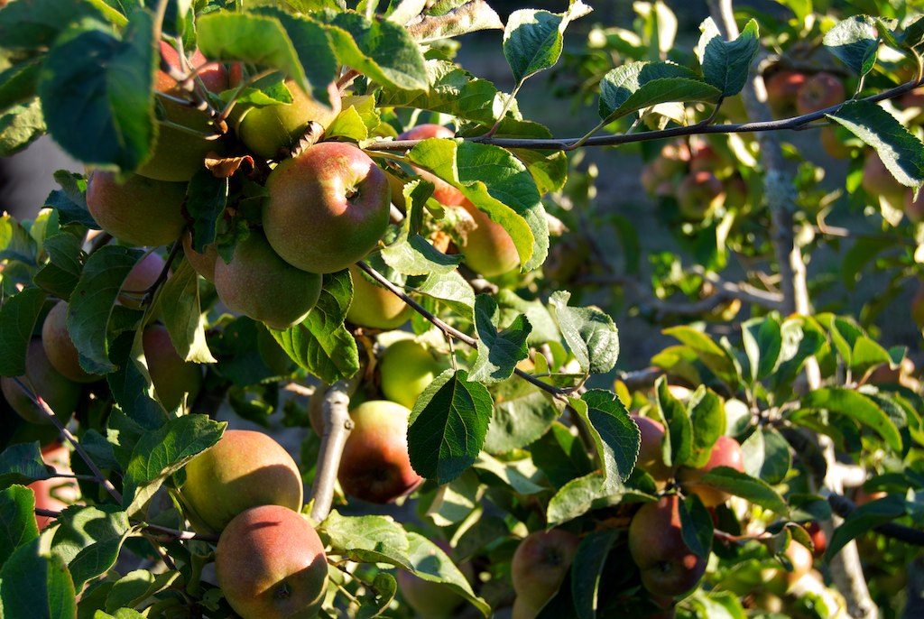 apples are ripening on an orchard tree