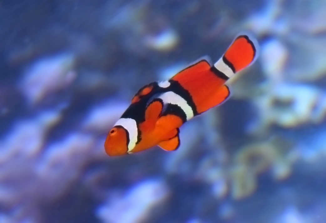 an orange clown fish swimming in water with rocks