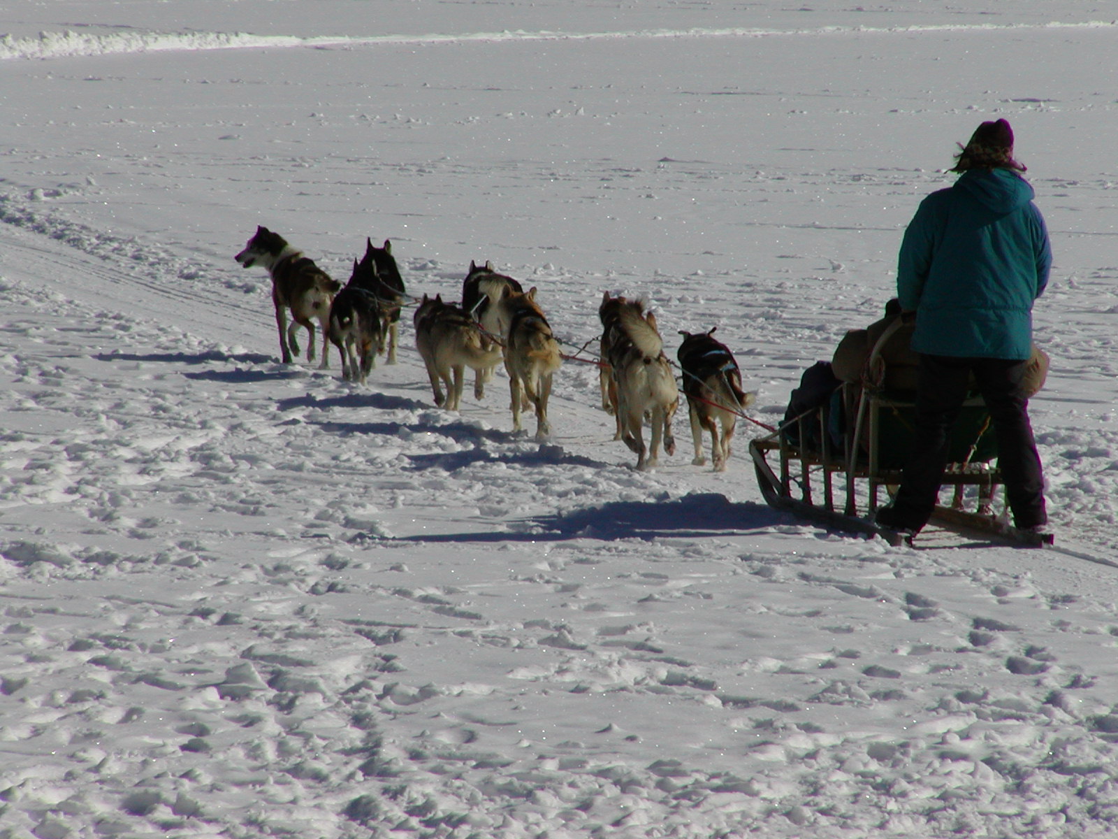 a woman riding on a snow covered sled pulled by many dogs