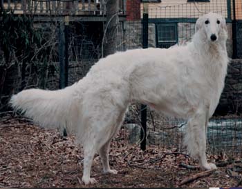 a big white dog standing in the leaves