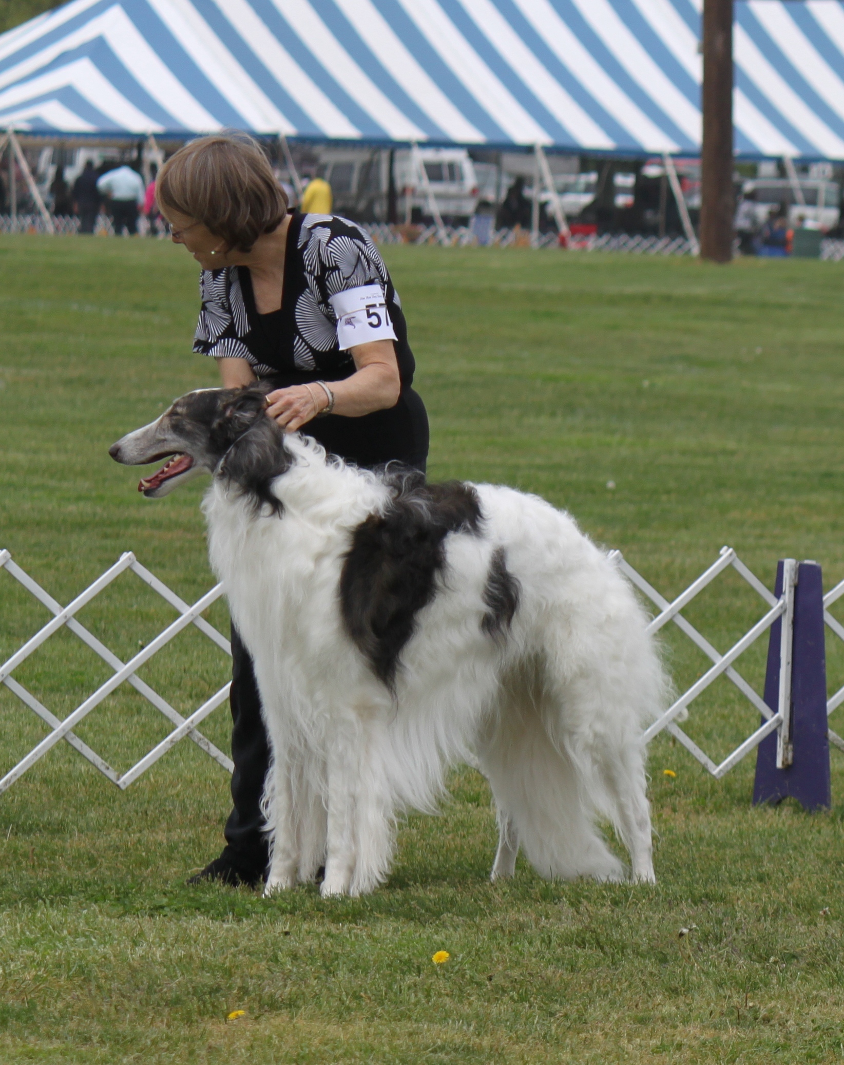 an adult and young dog stand in the middle of a field, one stands by a fence