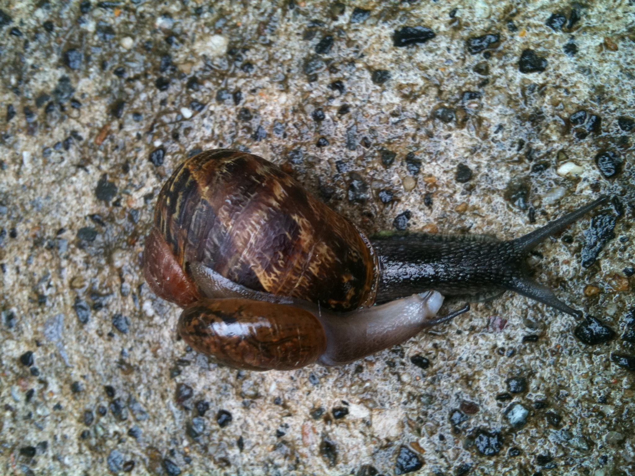 a slug crawling on a gray concrete surface