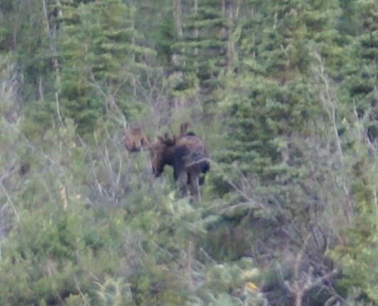 a moose looks for food in the forest
