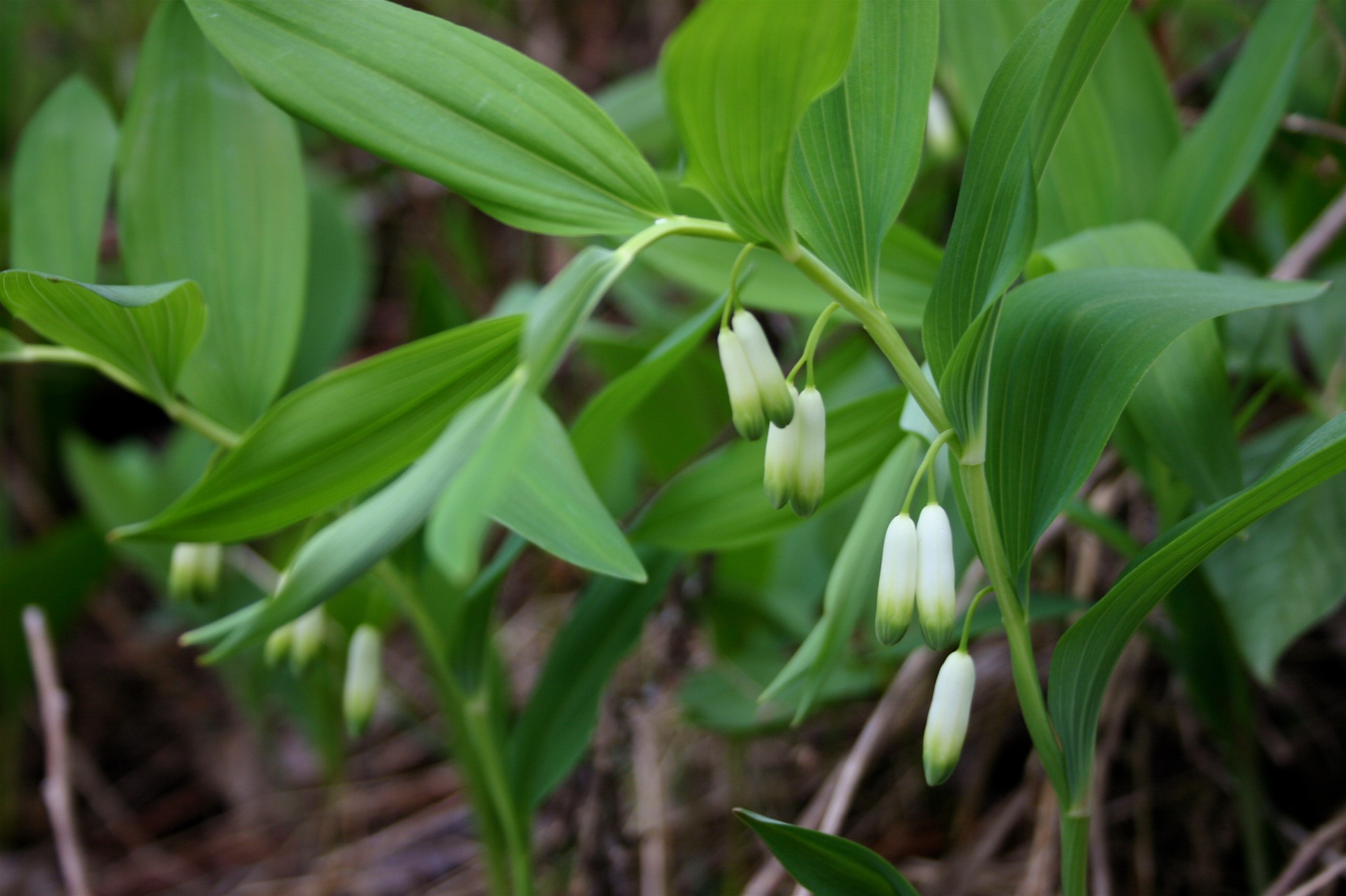 a closeup of flowers in the wild