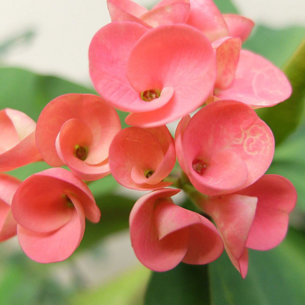 pink flowers blooming with some green leaves