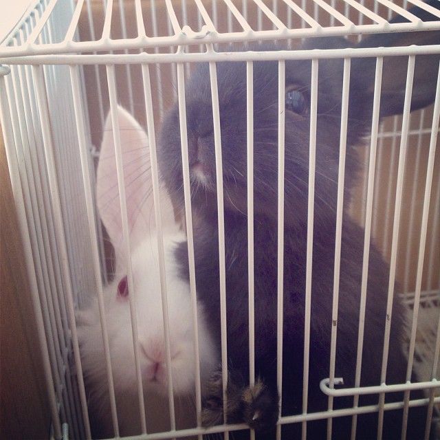 two rabbits sitting in a caged area with their heads near each other