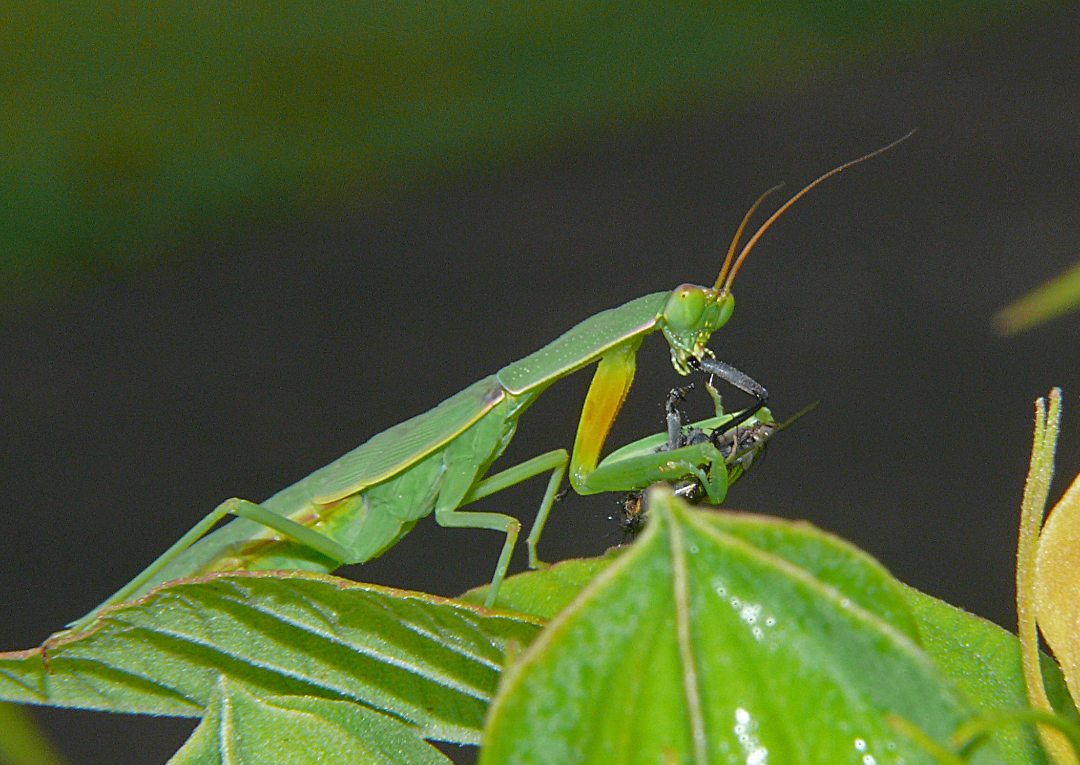 a praying mantiss on a green leaf