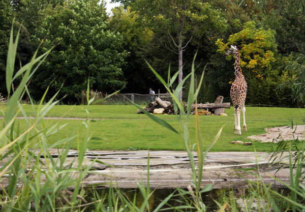 a giraffe walking across a lush green field