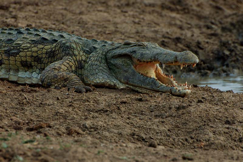 a large crocodile lays on a dirty beach