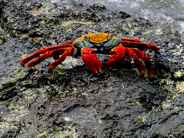 a crab is walking on some algae along the beach