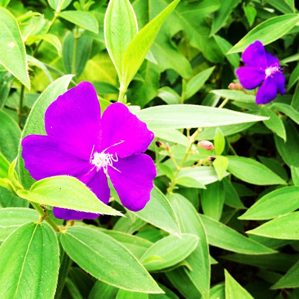 a purple flower that is sitting in the grass