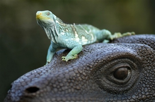 the green and blue lizard is perched on top of the head of the black alligator