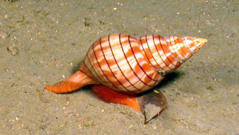 an orange shell and a red conch on the sand