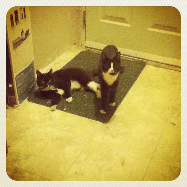 two cats sitting on the floor in front of a toilet