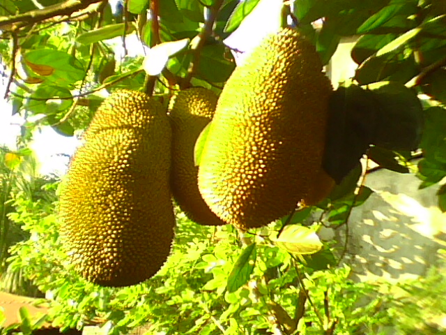 large fruit on the tree near other trees