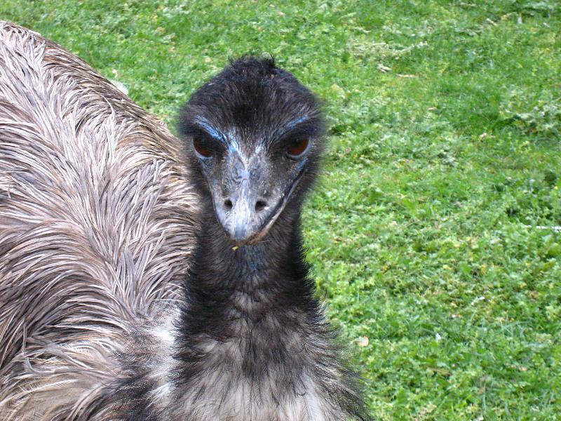 a very cute looking bird with big feathered