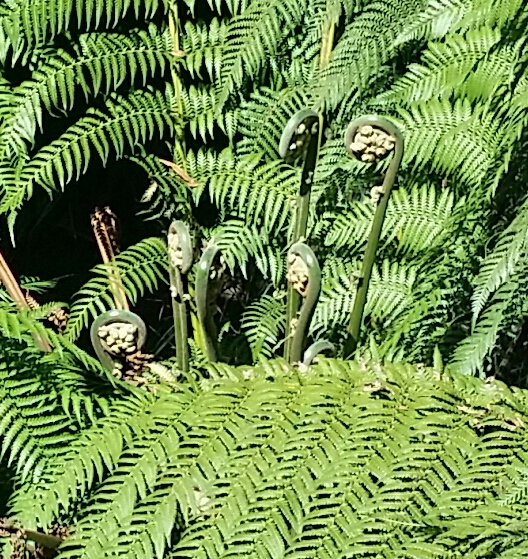 a green fern with lots of buds next to it