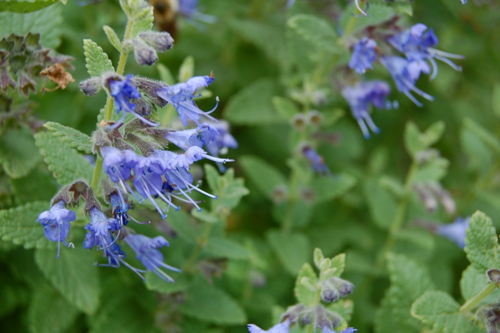 the blue flowers are surrounded by green leaves
