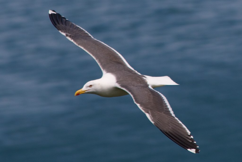 a seagull flying over the water with wings spread