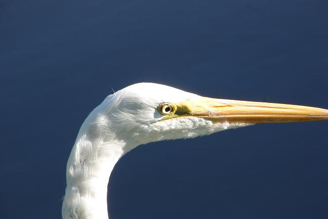an adult white crane with a large beak in a lake