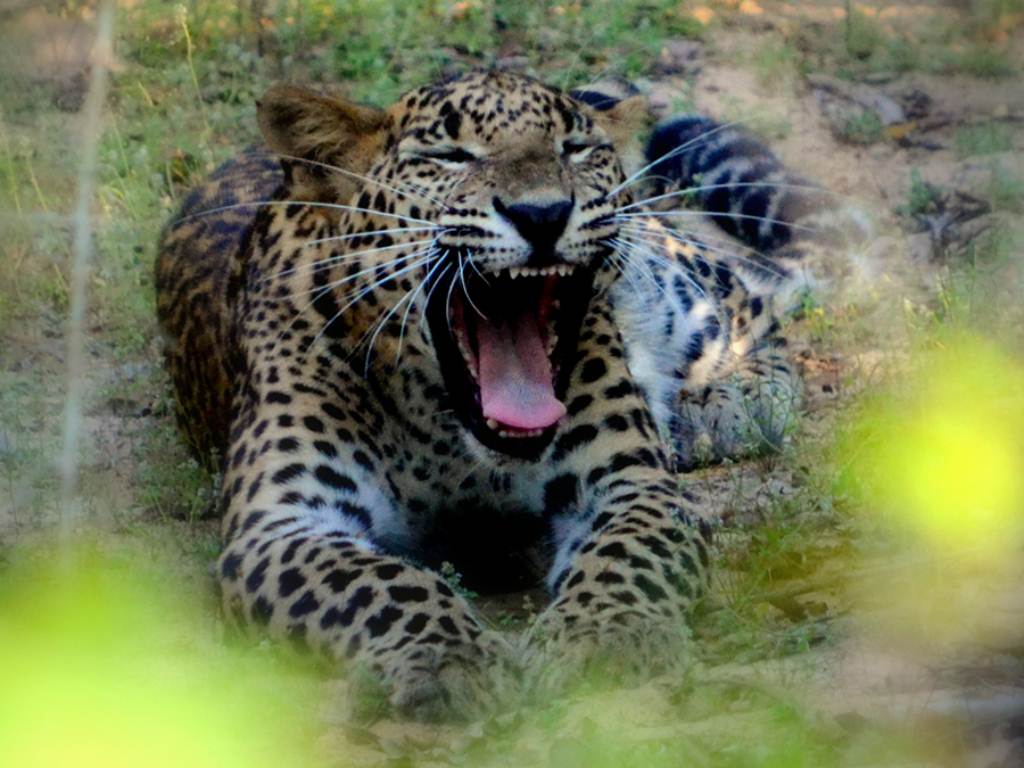 a big leopard yawns while laying down