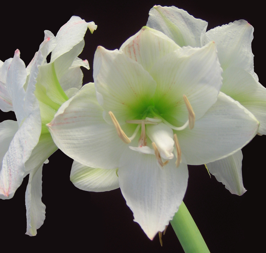 two large white flowers with green centers