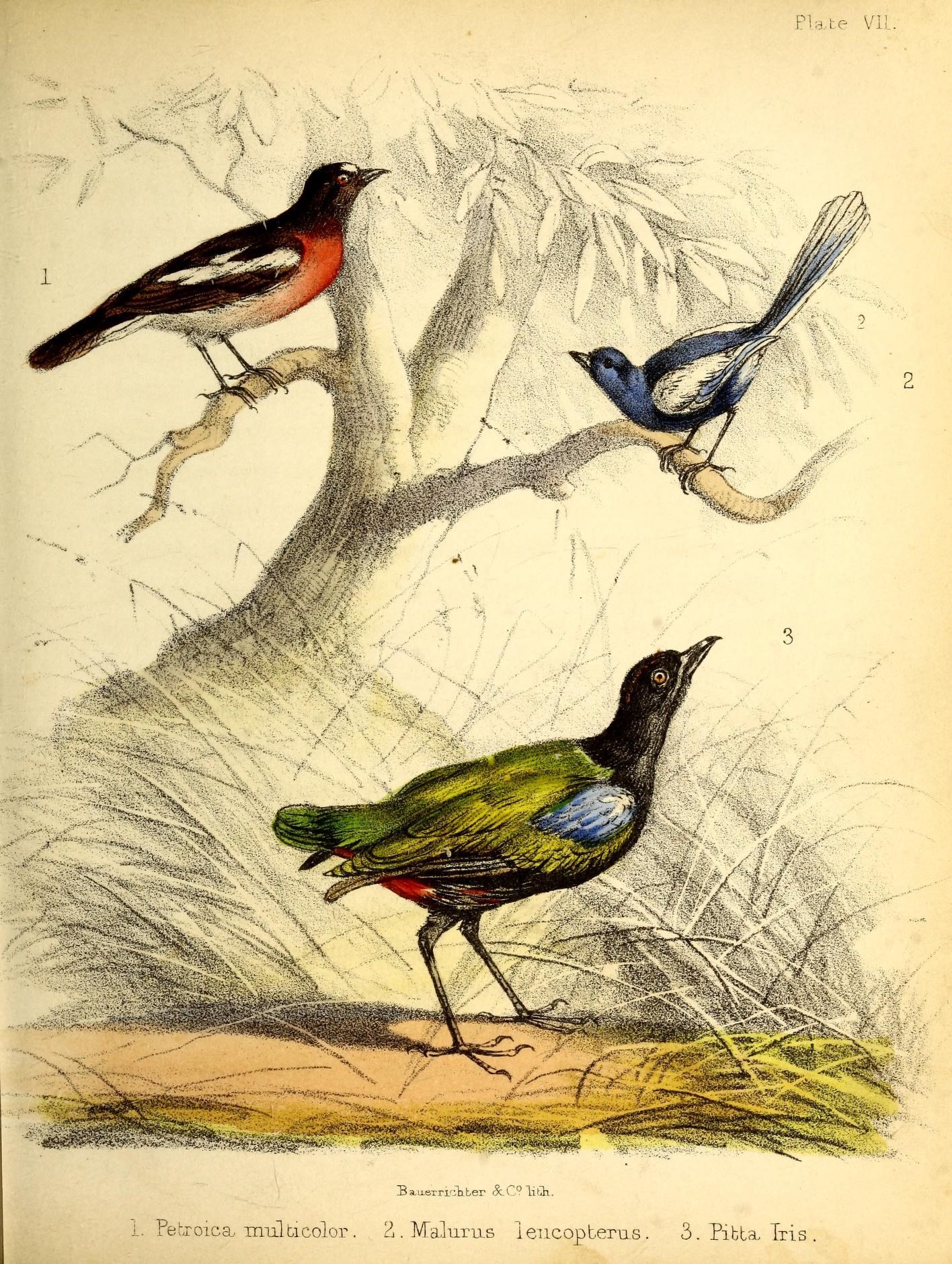 a drawing of three colorful birds sitting on nches