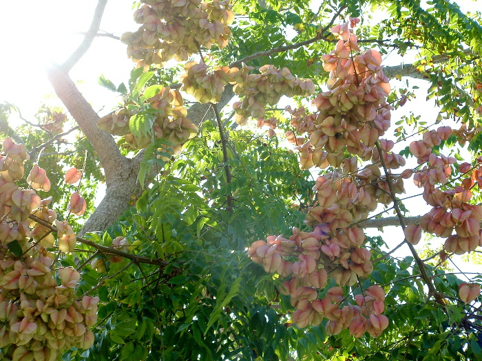 a tree with some pink flowers in the sunlight