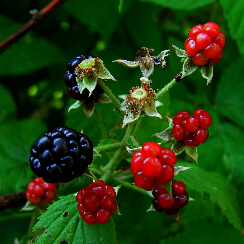 black raspberries and other fruits are growing on the plant