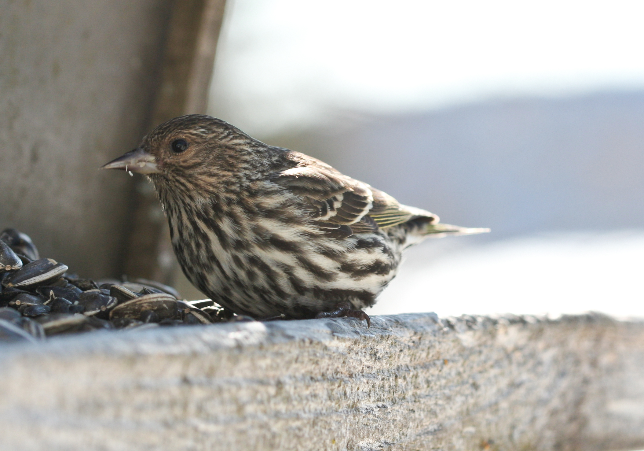 a close up of a bird perched on the ledge