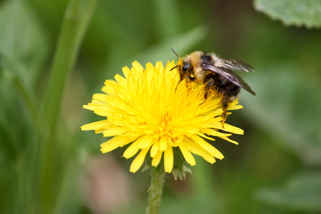 a bee sits on a flower in the sunlight