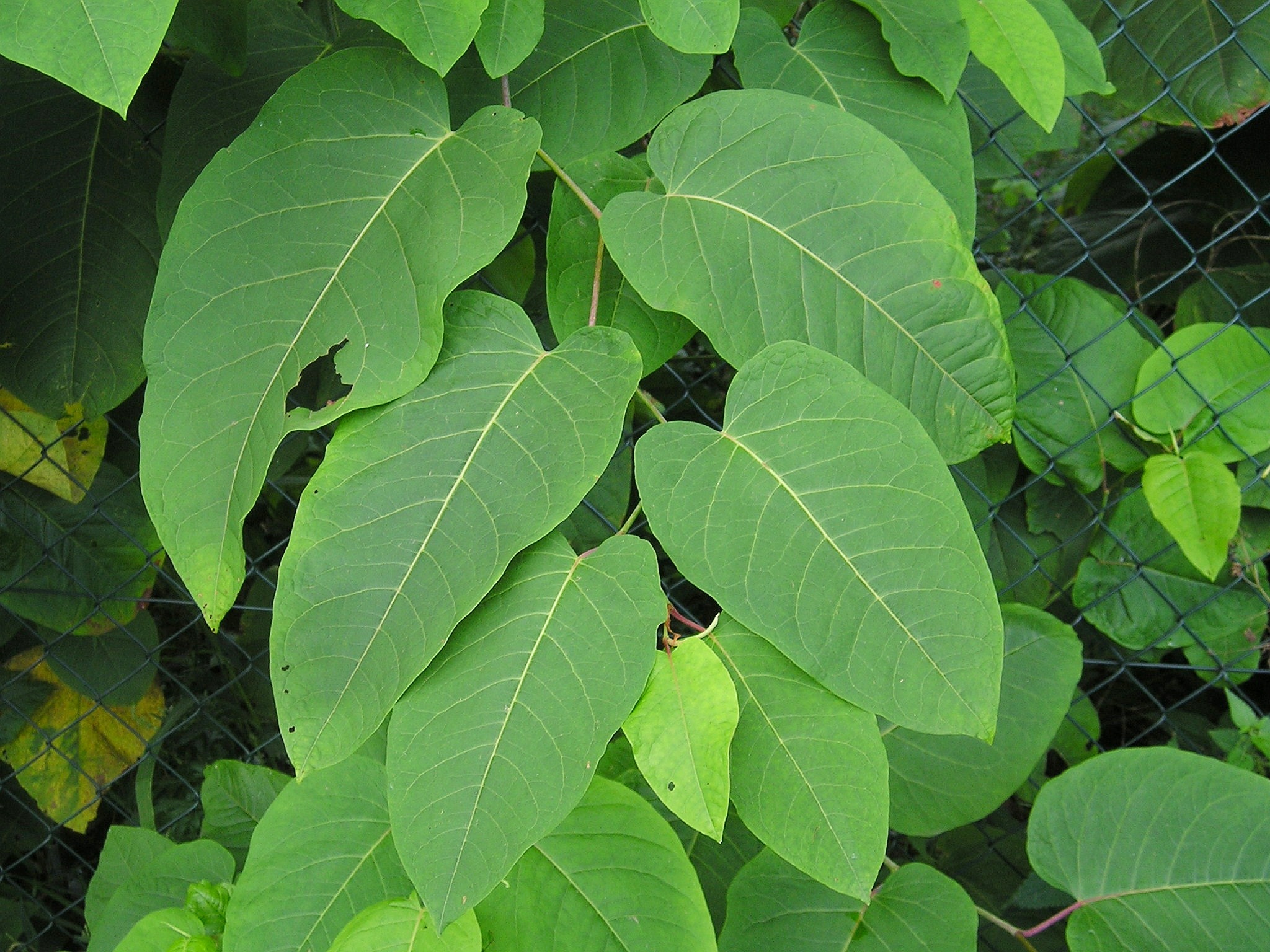 green leaves on a tree behind a chain link fence