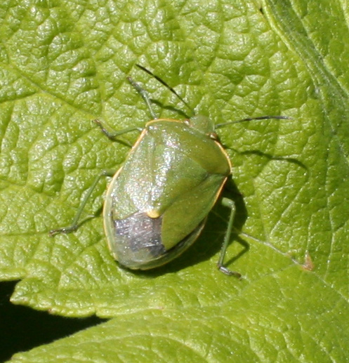 a brown beetle sitting on top of a green leaf