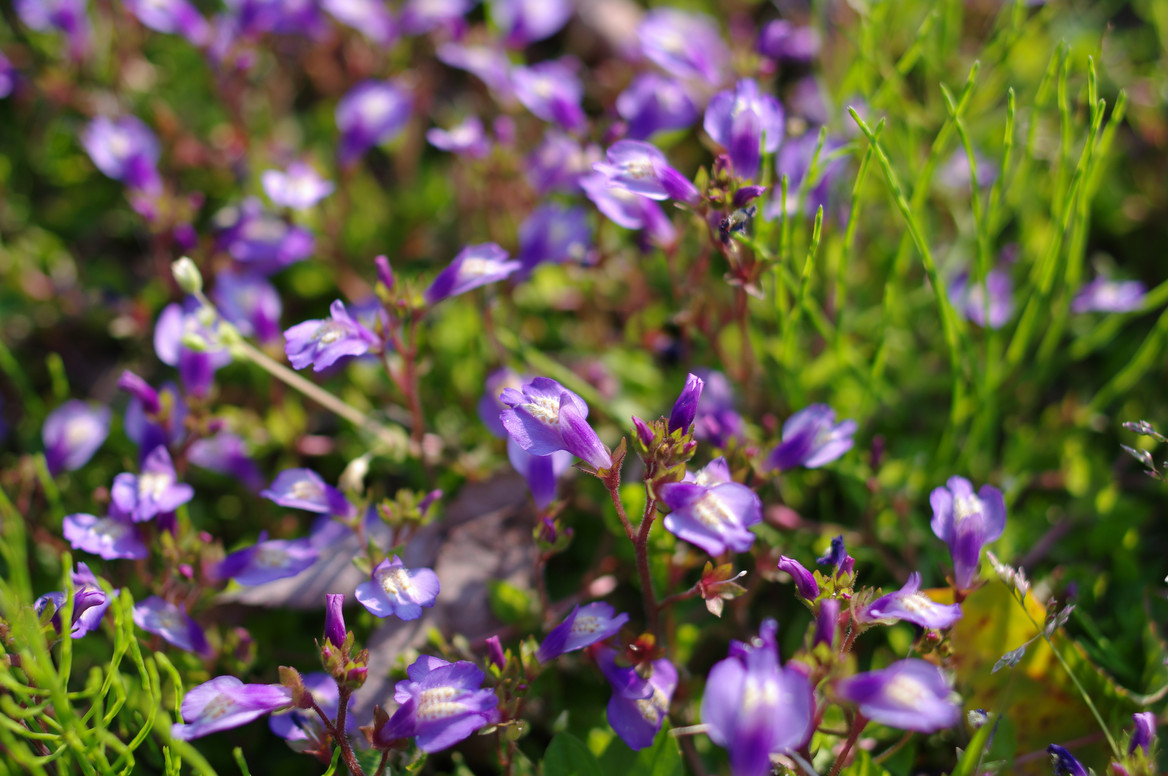 small purple flowers in a patch of green grass