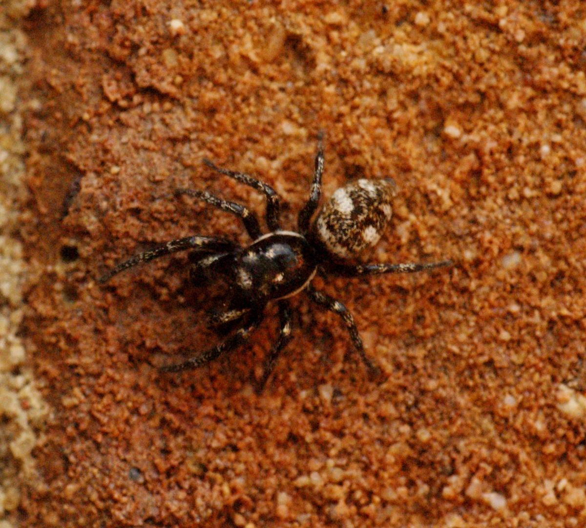 a spider crawling on the surface of a brick wall