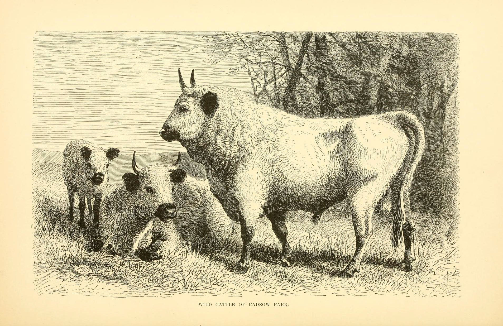 an engraving shows some farm animals
