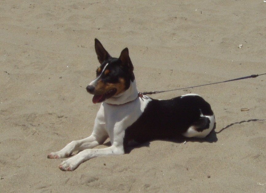 the dog is laying in the sand on a leash