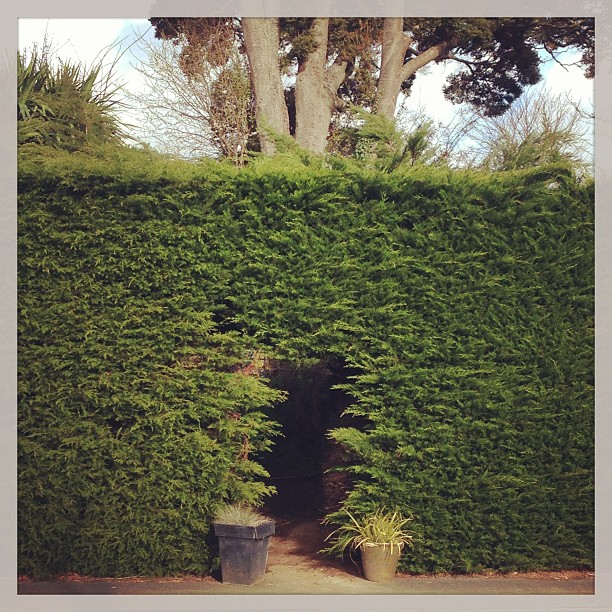 a small wooden door is behind a hedge