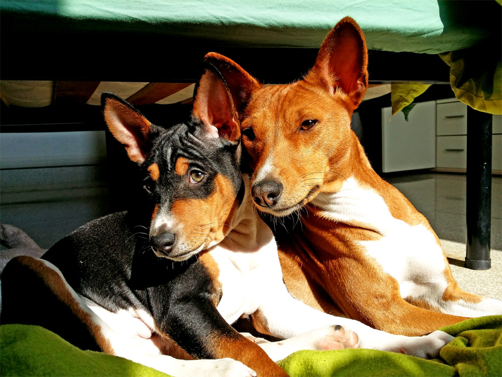 two dogs sitting side by side on a bed