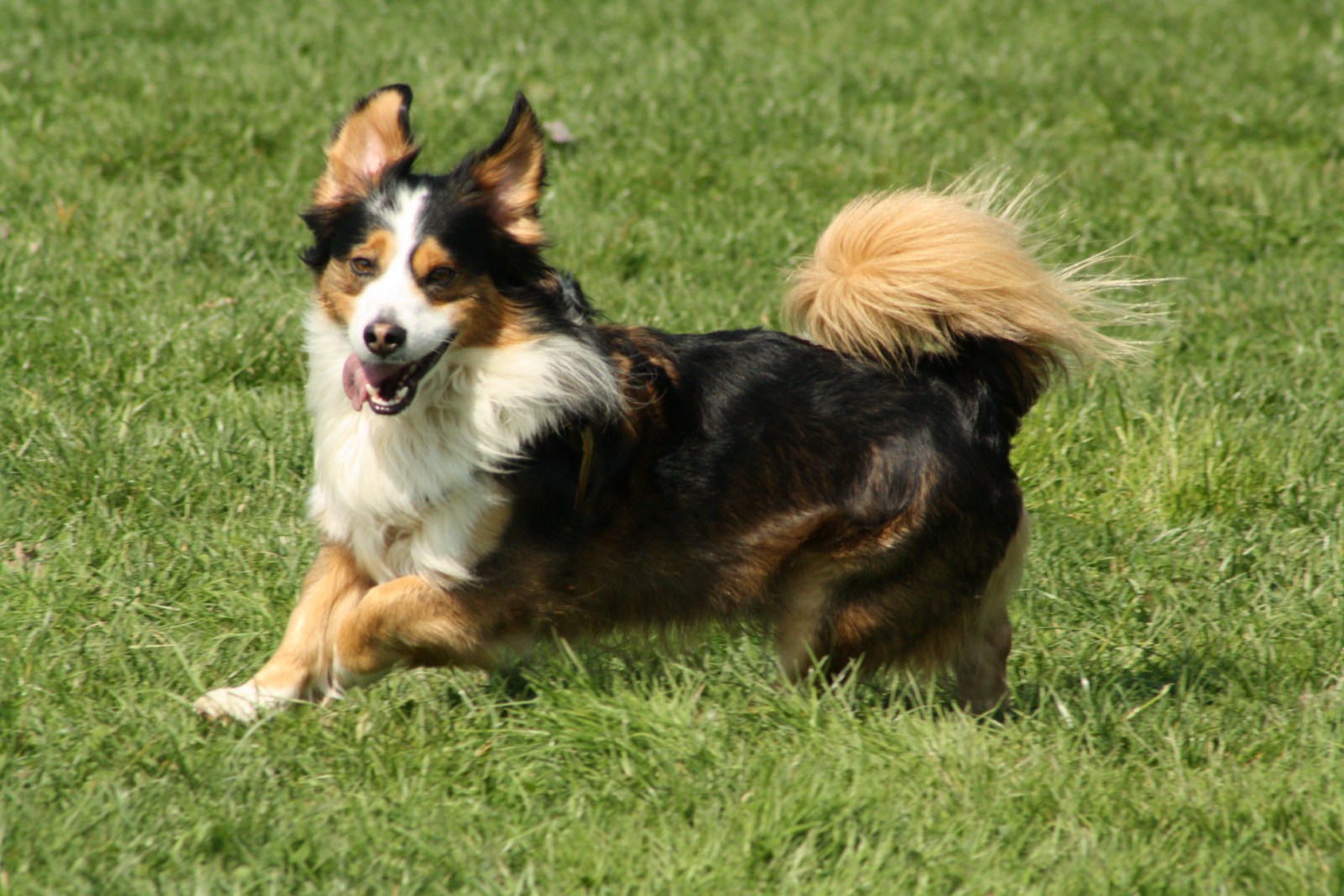 a dog running through the grass and panting