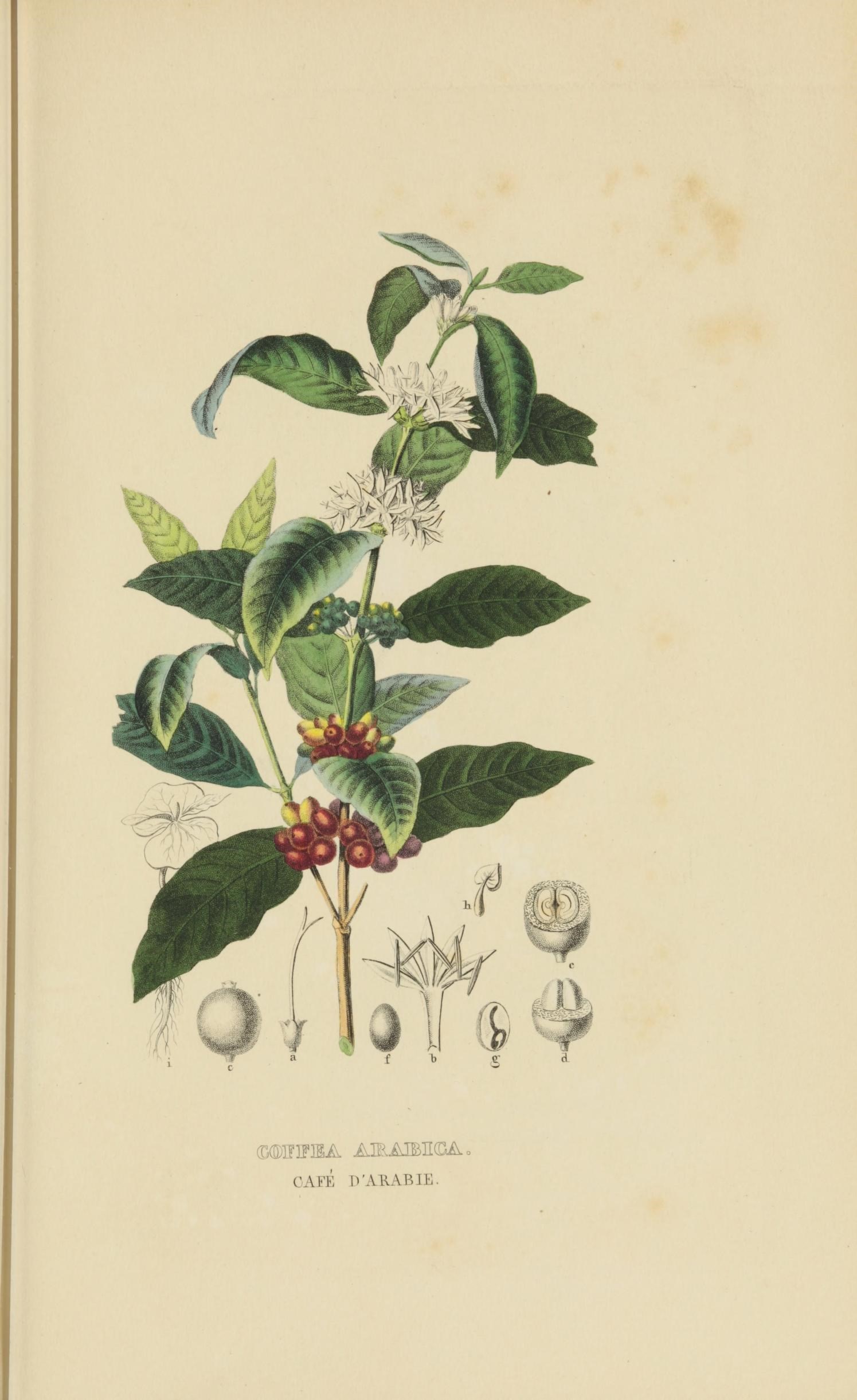 an antique botanical drawing of the common wildflower