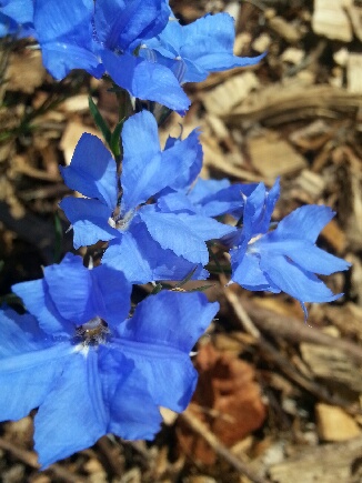 some blue flowers that are in the dirt