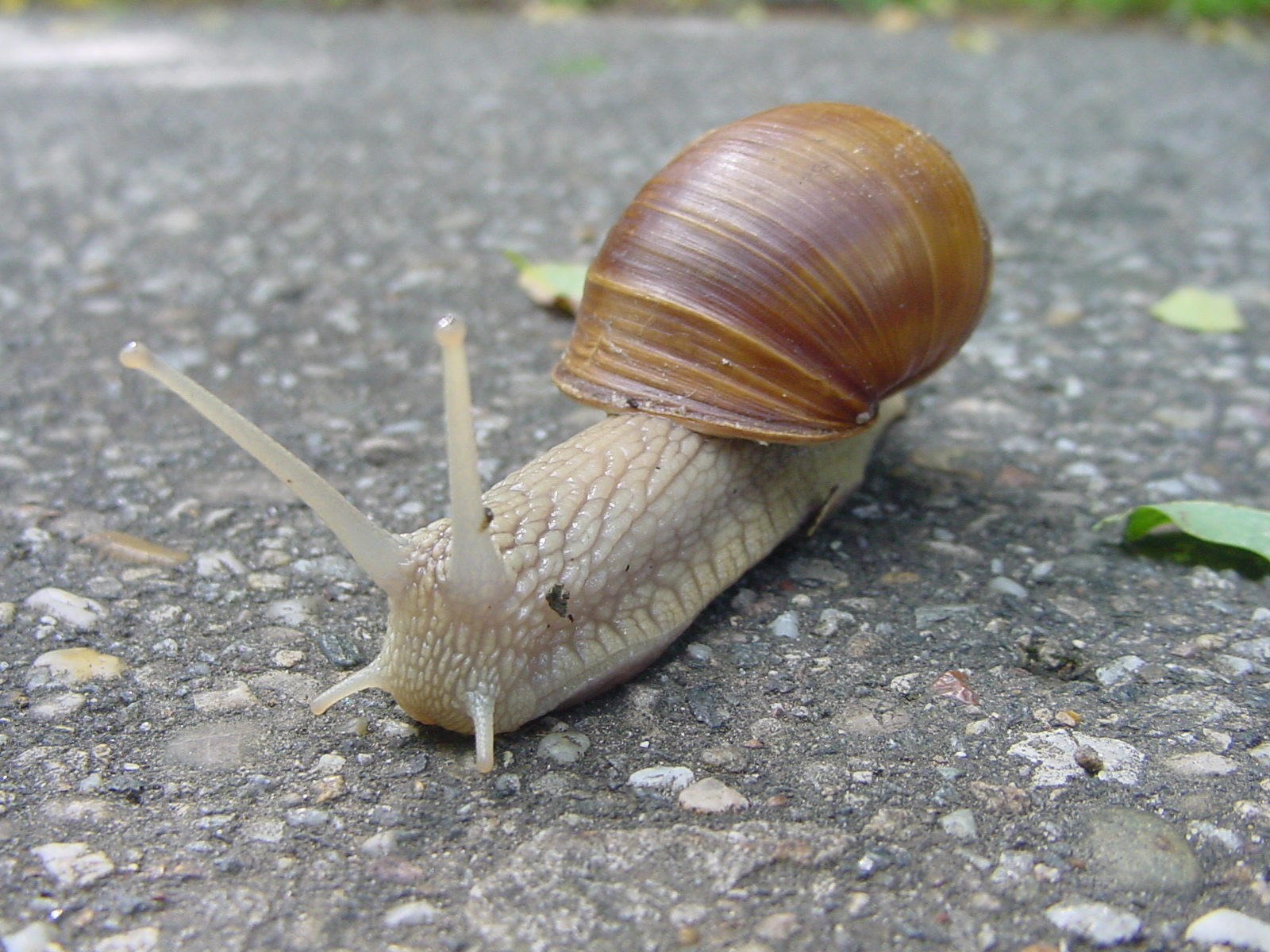 a snail with a tiny shell crawling on the road