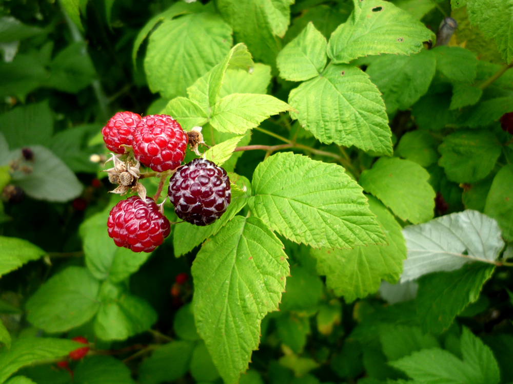 two raspberries sitting on top of a leafy tree