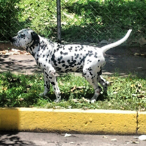 a dalmatian is standing on grass in front of the street