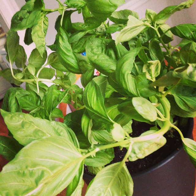 some plants growing inside a black pot on top of a table