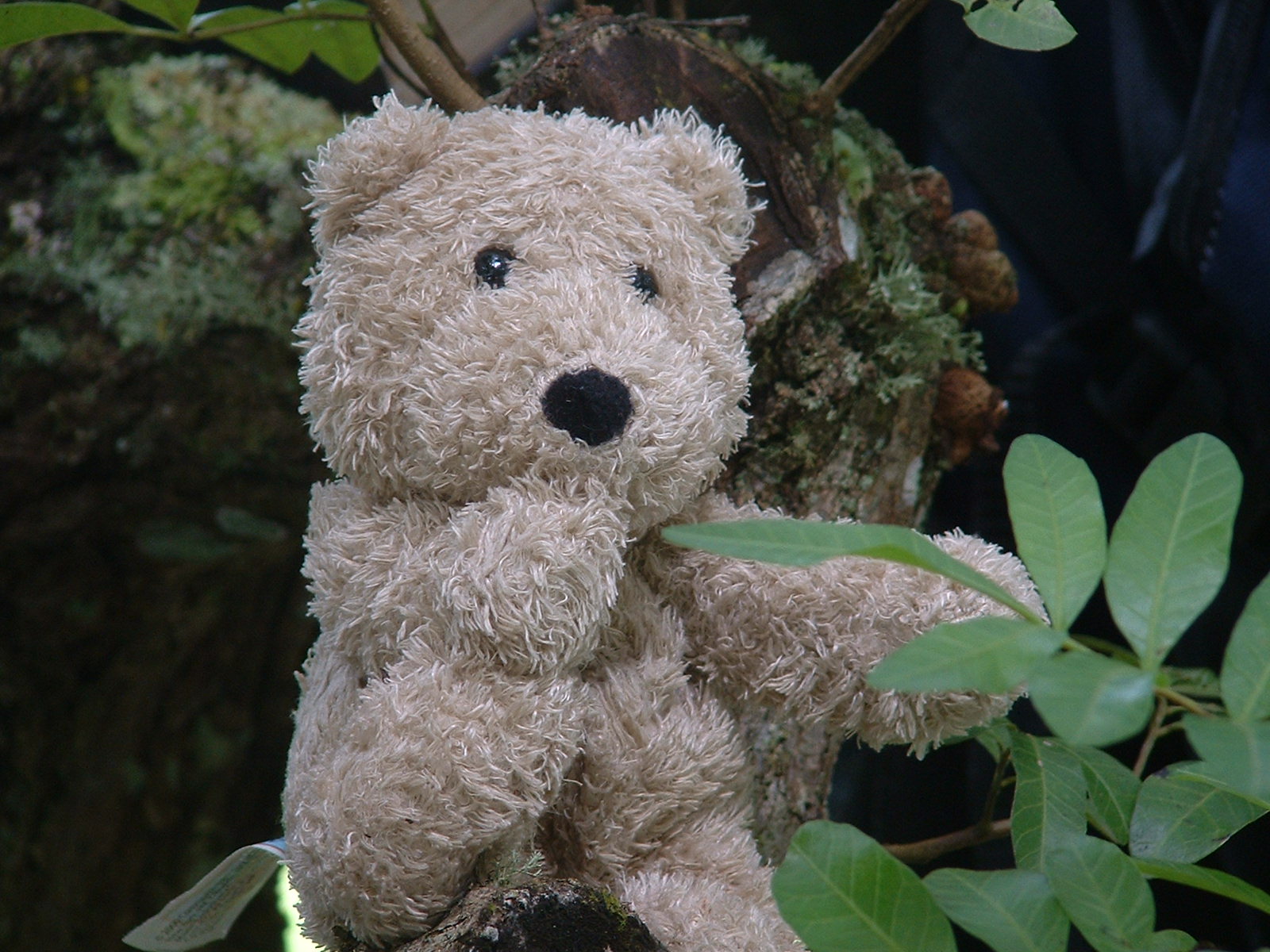a stuffed bear is holding the edge of a leafy tree