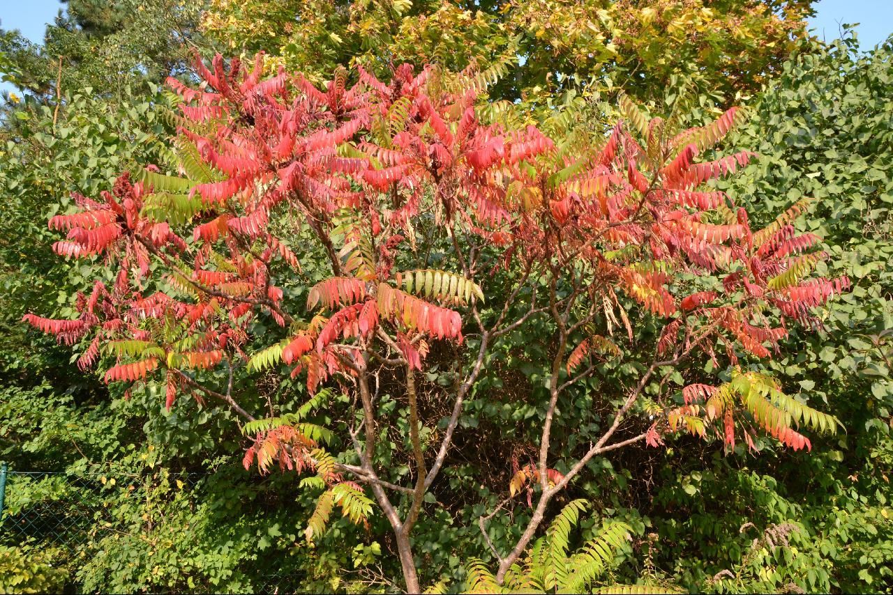 a tree filled with lots of red leaves next to green trees