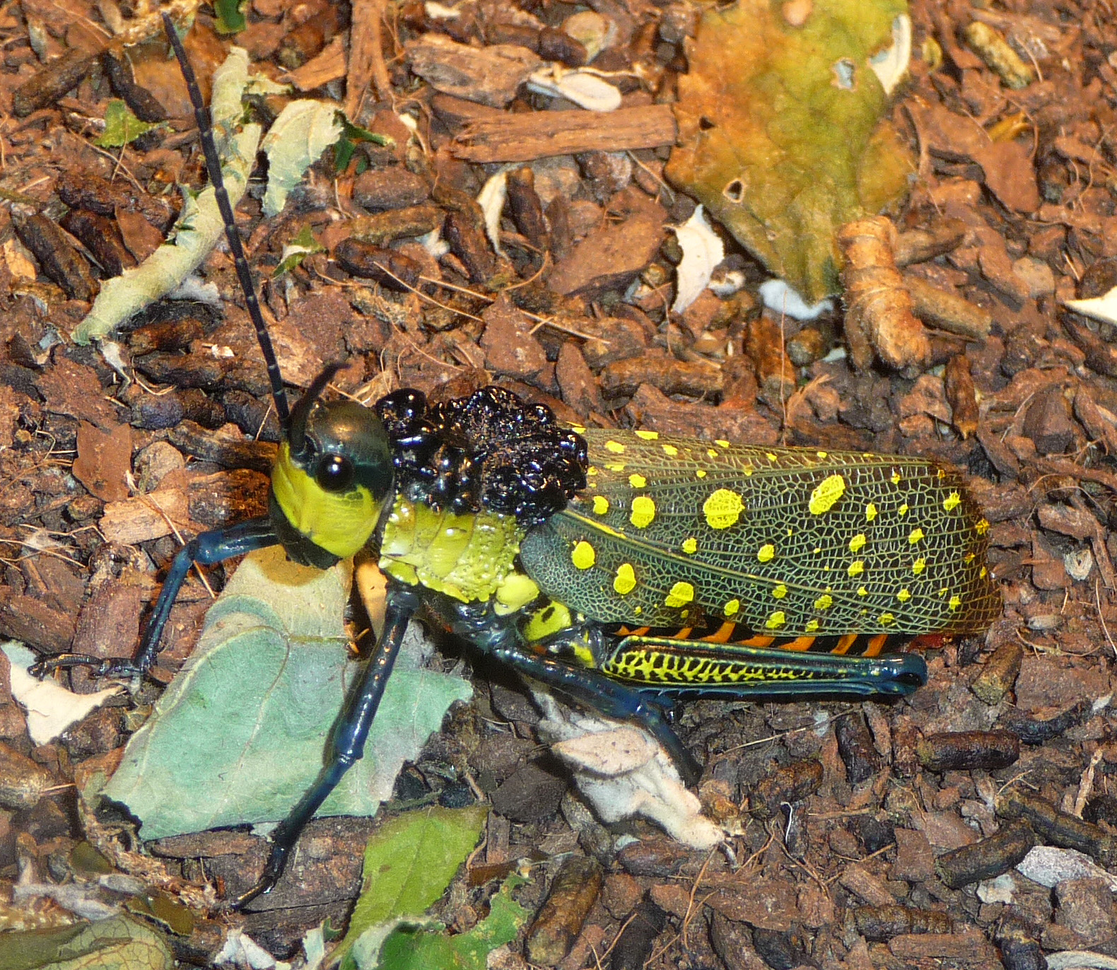 a bug that is sitting on the ground