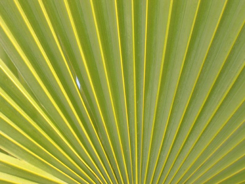 the leaves on a green tree are close up